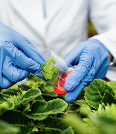 Close-up of scientist taking plant sample in a greenhouse.